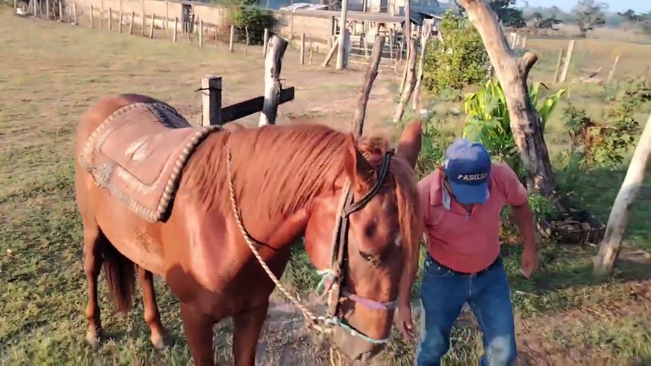Preparando el caballo: Carlos lo ensilla para trabajar