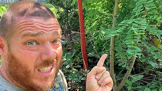 My Trees  (Saplings) Got Blown Down | I Stake Them Up, But Will They Make It?