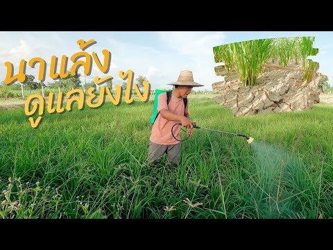 นาแล้งขาดน้ำ มีวิธีการดูแลอย่างไร