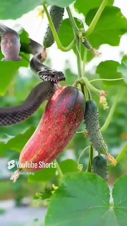 8244911udjjevvzemmowwnwwns