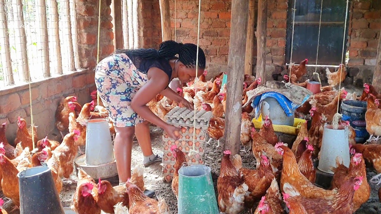 Chicken farming for bigginers; How to start a small  farm with 20 chicken. Full farm & garden tour