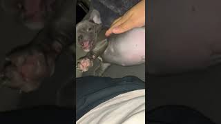 By baby big belly 😛 #shorts  #dogs #dog #cutedogs #funnydogs #doglover #puppy #viral #dogshorts