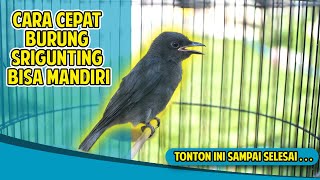 Download Lagu CARA SRIGUNTING CEPAT MANDIRI !!! MP3