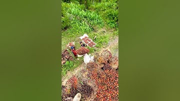 Muat brondolan sawit ke truk sampai teler #shorts