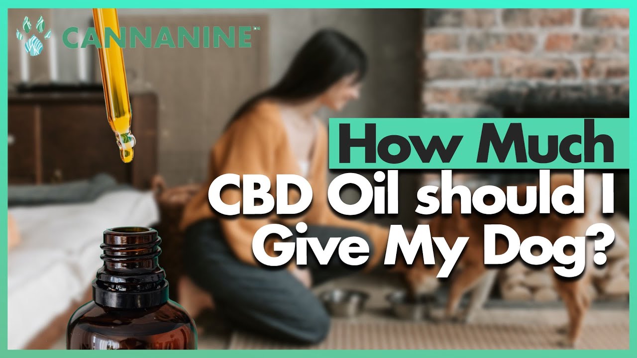 Complete Guide on How Much CBD Oil to Give Your Dog