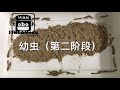 幼虫第二阶段