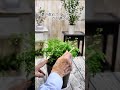 葉の枯れた#アジアンタム,の回復方法、#shorts、#観葉植物のある暮らし