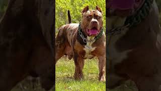 #facts #pitbull #animals #wildlife #americanbully
