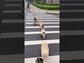 Cats lined up to cross the road #animation #theothersideofmakebelieve #funny #cute