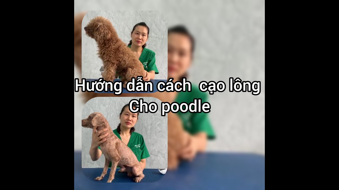 Hướng dẫn chi tiết cách cạo lông cho chó Poodle