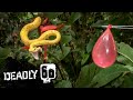 Snake bites balloon in slow motion | Deadly 60 | BBC Earth Kids