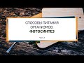 СПОСОБЫ ПИТАНИЯ ОРГАНИЗМОВ. ФОТОСИНТЕЗ. Часть 1