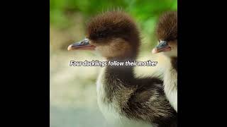 This duck nested in a 30-foot-high tree hollow.#animals #fpy #usa