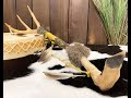 Tigua Indian Deer Skin Antler Talking Stick (ms175)