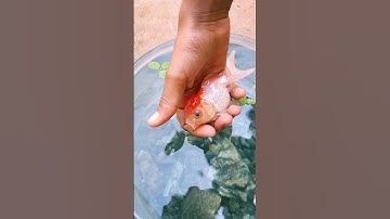 set up a fish tank in 5 minutes✌️ #shorts