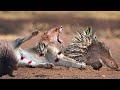 Porcupine Too Aggressive! Hedgehog Vs Lion fight really strong - Amazing Moments Of Midnight Battles