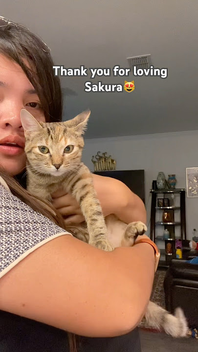 Thank you for loving Sakura😻 #catsofyoutube #shorts #cats #shortsfeed #shortsvideo #kitten  #kitty