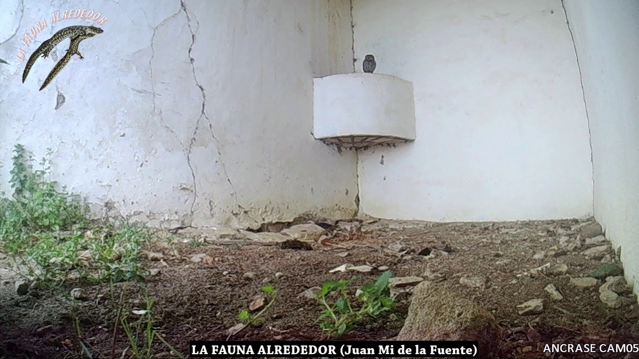 Mochuelo (Athene noctua) y grajilla occidental (Coloeus monedula) compartiendo habitación