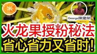 這樣種火龍果，輕鬆授粉，不用人工！這個時間是最佳授粉時間，千萬不要偷懶！