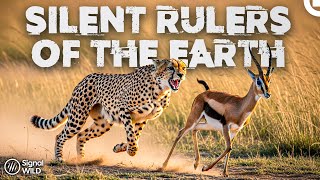 Download Lagu Earth’s Most Remarkable Animals From Speed to Strength I Wild One MP3