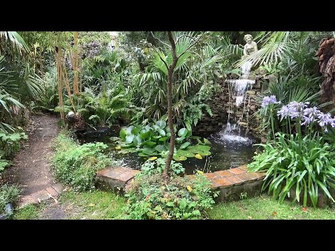 Video: Cold Hardy Tropical Rainforest Plants For Ponds