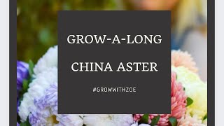 GrowALong China Aster