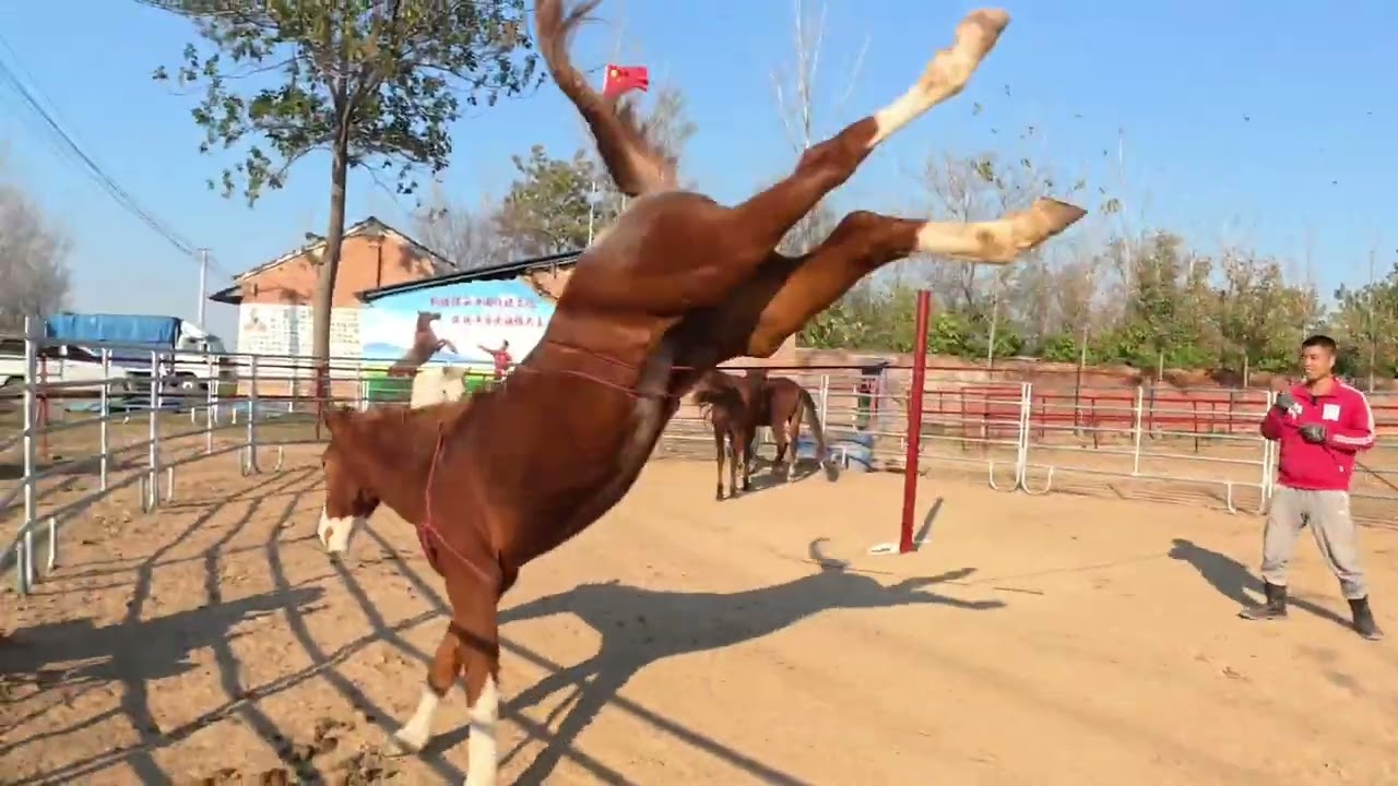 我感觉很少人接触过这种野马状态的马，所以才会想的那么简单！ #河南驯马小伙骑士威 #易明马道 #中国人的驭马之道 #以柔克刚驯马法 #传播中国马文化