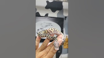 Pastel Bling Yellow Belly Phantom Trick Ball Python Boy