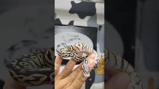 Pastel Bling Yellow Belly Phantom Trick Ball Python Boy