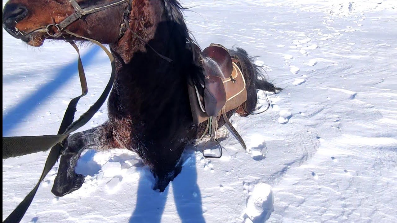 Жеребец Малыш увяз в глубоком снегу. Кобылы Валя, Кукла, Ягодка поехали ...