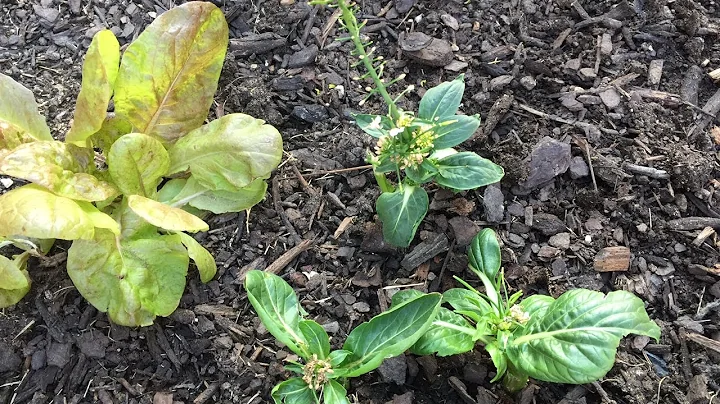 Propagating Yu Choy Sum For Seeds