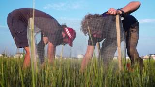 Trophic Cascades in Salt Marsh Ecosystems | HHMI BioInteractive Video