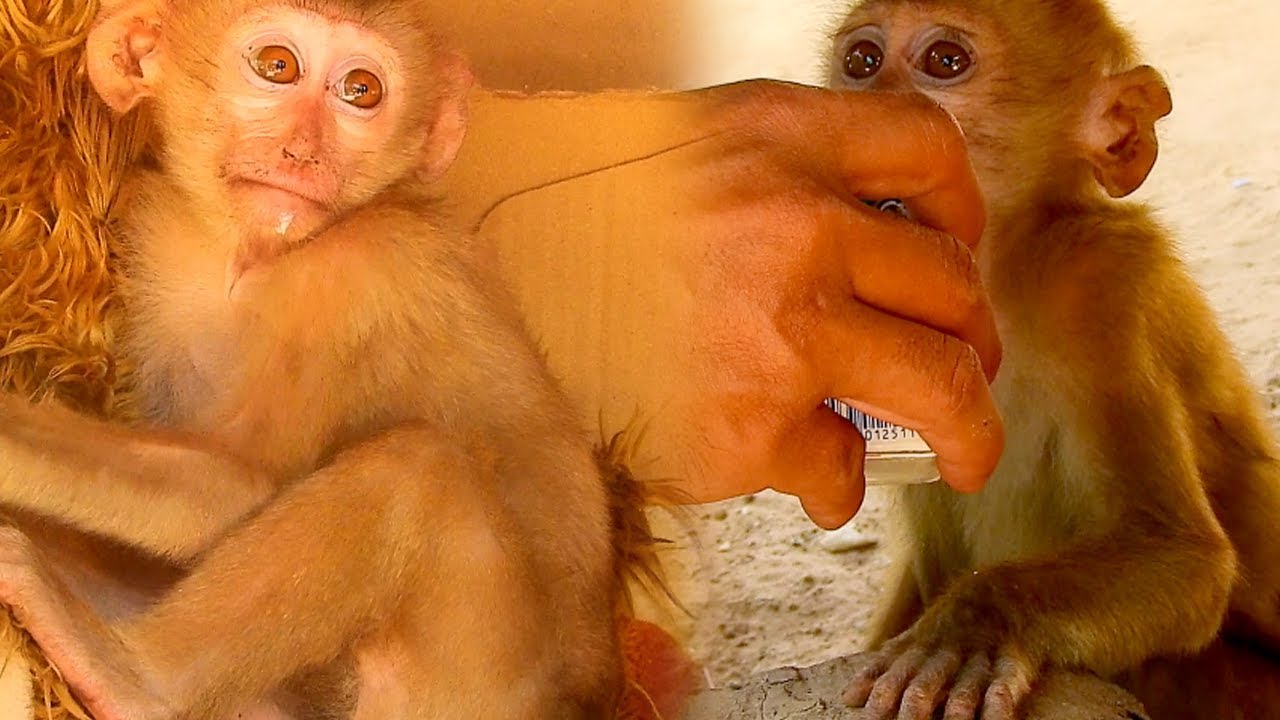 Update Axel: Continue feed extra milk for abandon baby Monkey Axel-Now Axel's much better