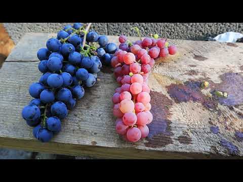 Video: Miks On Rohelised Viinamarjad Teile Kasulikud?