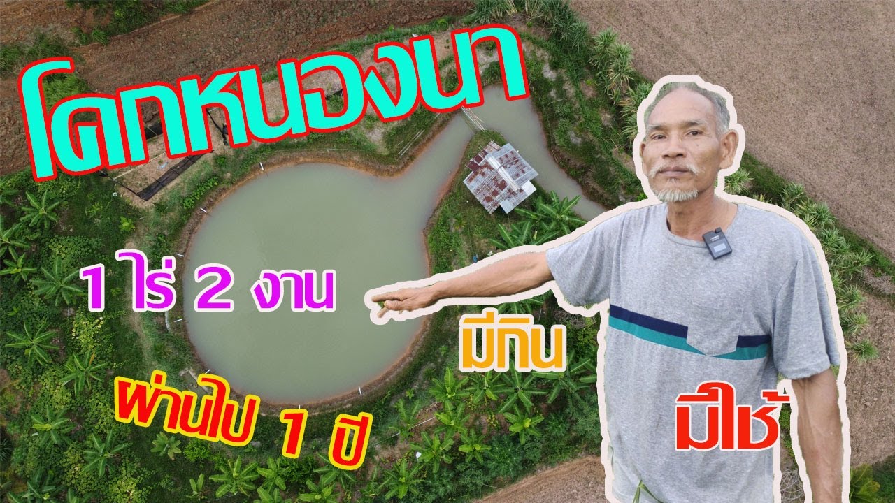 โคกหนองนา 1 ไร่ 2 งาน ผ่านไป 1 ปี พอกินพอใช้ในครัวเรือนพร้อมวิถีแบบเรียบง่าย/บ้านบ้านอีสานChannel