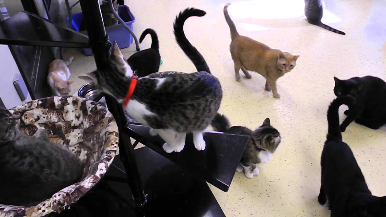Communal Cat Room YouTube