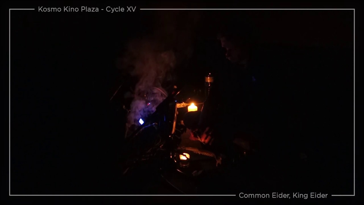 Common Eider, King Eider - "Dark Wound" - Live at KKP XV - Paris - 26
