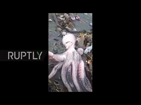 Russia: Pollution of Kamchatka beach under investigation after dead marine life washes ashore