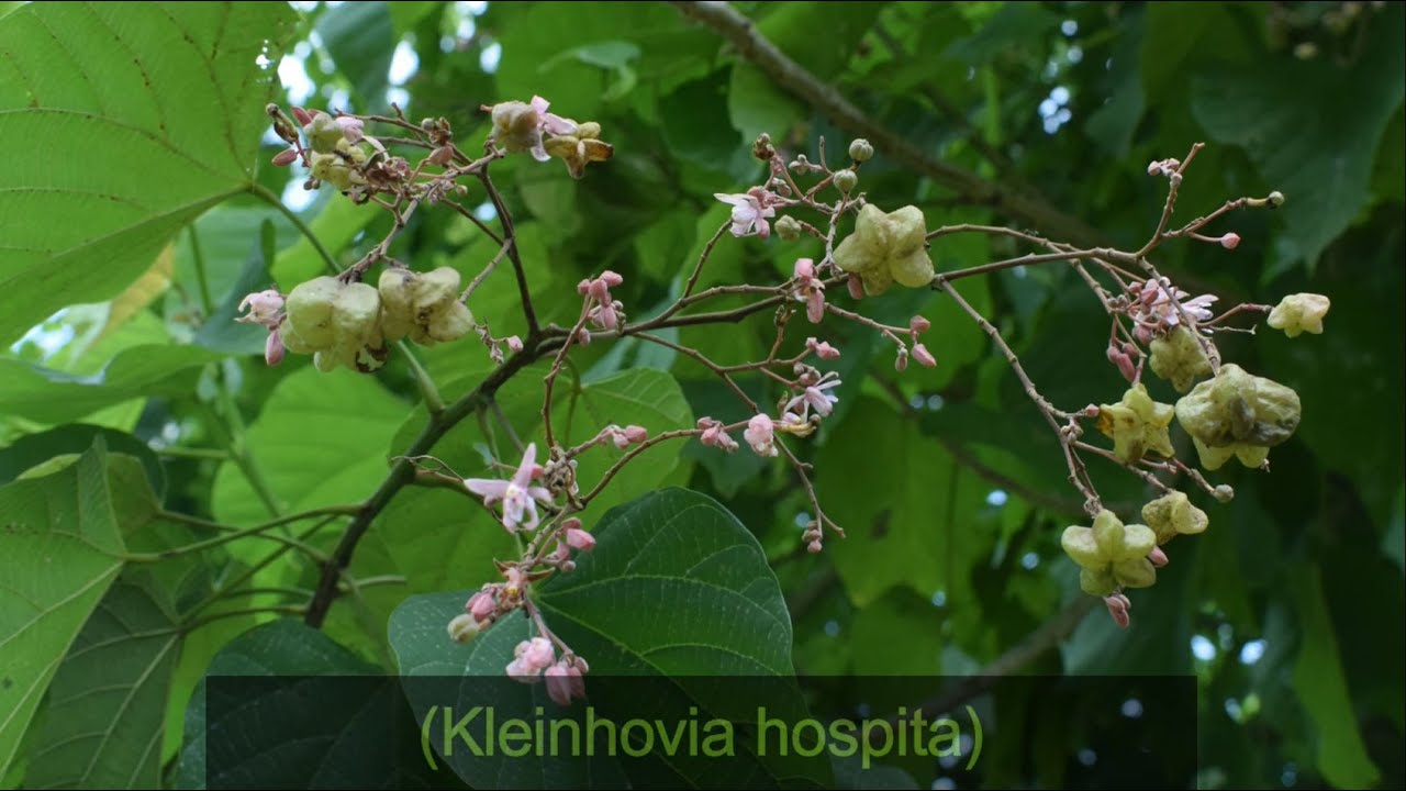 TAN-AG | (Kleinhovia hospita) | Byttneriaceae