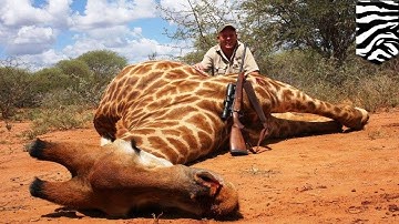 Giraffes face threat of extinction after numbers drop by 40% in just 30 years - TomoNews