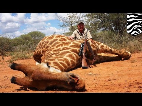 Giraffes Face Threat Of Extinction After Numbers Drop By 40% In Just 30  Years - Tomonews - Youtube