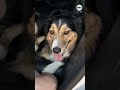 Australian shepherd Fig was reunited with her owners in an emotional homecoming