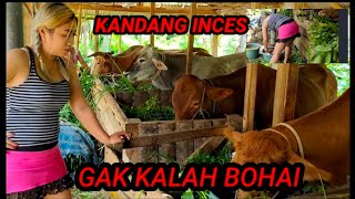 INI DIA SAPI DI KNADANG INCES GAK MAU KALAH SEMOKNYA ,,,,