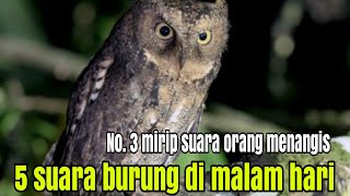 5 Suara burung yg menyeramkan di malam hari. No. 3 tak ada yg menyangka