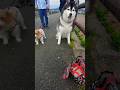 犬も大好きBIGMAMA❗ハスキー犬の桃太郎君❗ヨダレ垂らし待つ桃太郎君❗テンちゃん&amp;マルちゃん&amp;オペラ&amp;だんご❗仲良くおやつパクパク⤴️可愛いでしょ❤️