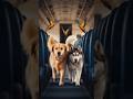 Dogs on airplane #ai #trendingshorts #trendingai #aishorts #short #shortvideo #dubai #2025 #1million