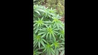 Washington Outdoor Medical Marijuana #5 "Chicken Run"