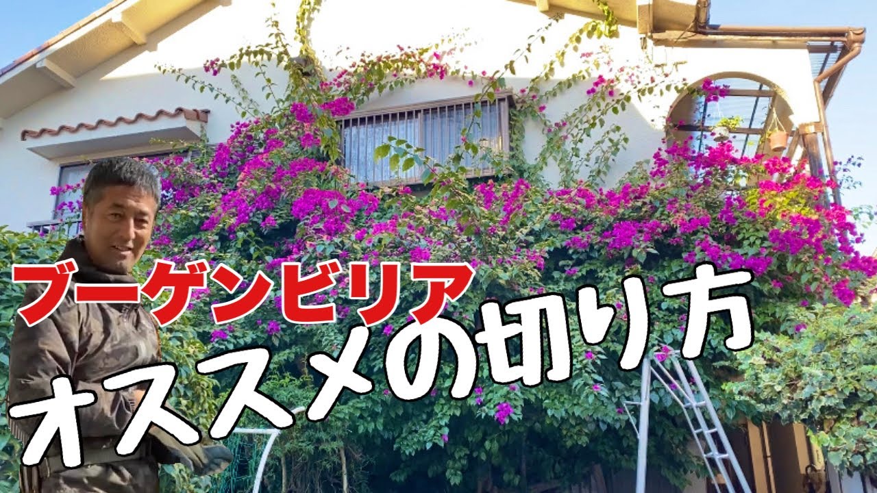 ブーゲンビリア 半懸崖 ブーゲンビリア 半懸崖