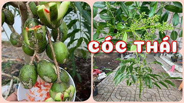 Cây Cóc thái rất dễ trồng | 0386569374 - Ngọc Ngân Bến Tre | Chuyên cây độc lạ