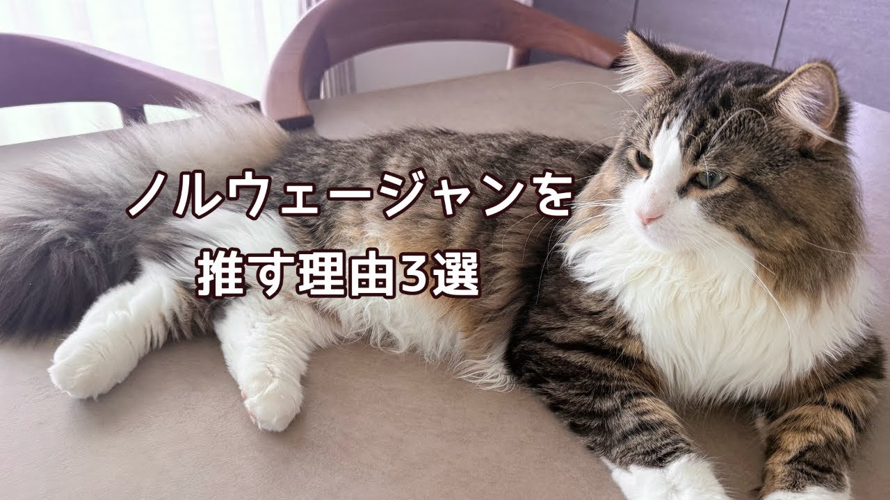 【ノルウェージャンのここがいい】我が家の推し理由3選